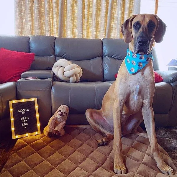 Original Pet Pop Art Bandana