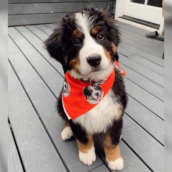 Original Pet Pop Art Bandana
