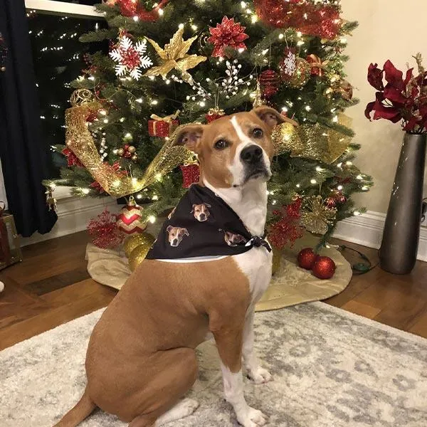 Original Pet Pop Art Bandana
