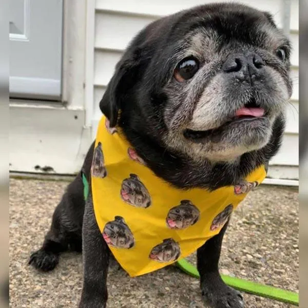 Original Pet Pop Art Bandana