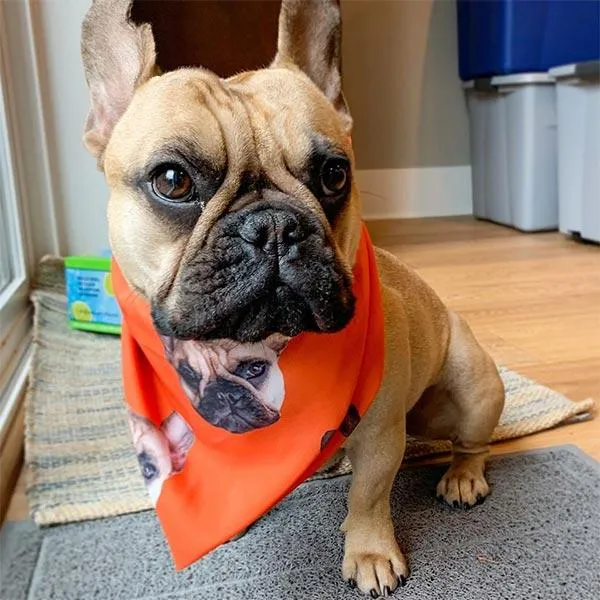 Original Pet Pop Art Bandana