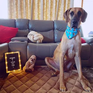 Original Pet Pop Art Bandana