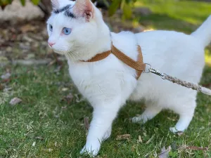 Tea-stained Just Hemp H-Style Cat Harness